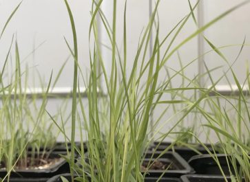 Sorghastrum nutans indian grass native prairie seedlings in pots