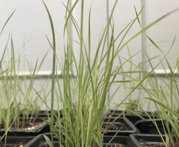 Sorghastrum nutans indian grass native prairie seedlings in pots