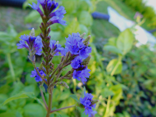 native prairie flower blue vervain