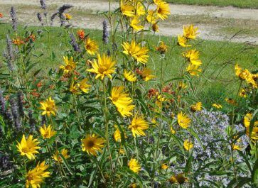 native prairie flowers blooming