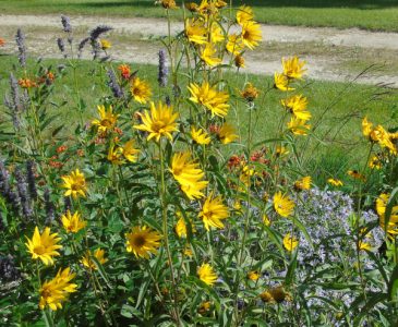 native prairie flowers blooming