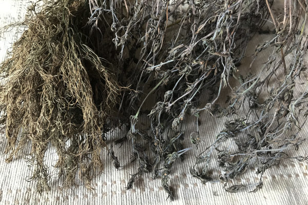 picture of brown and dead, dried herbs