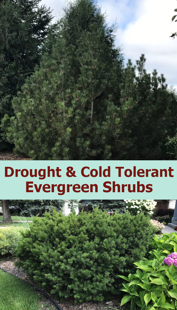 picture of large mugo pine evergreen shrub and picture of large morden yew shrub with text reading drought and cold tolerant evergreen shrubs