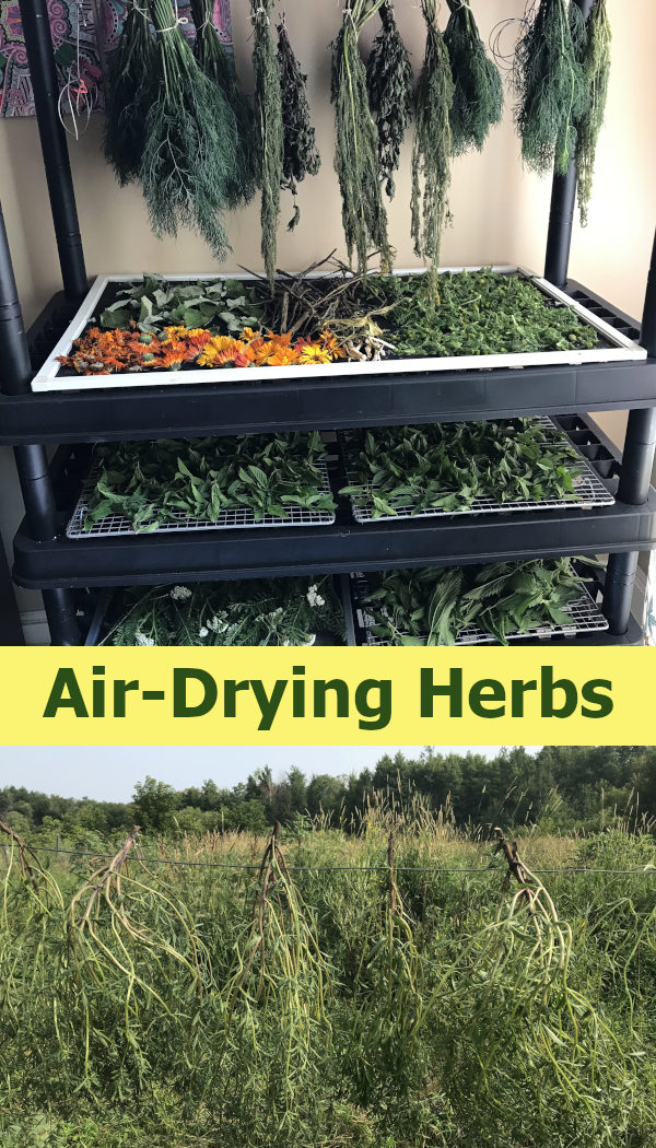 air drying herbs on shelves and racks, and herbs hanging to dry on fence with text saying air drying herbs