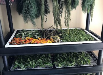 drying herbs on a shelf and hanging herbs to dry