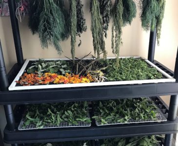drying herbs on a shelf and hanging herbs to dry