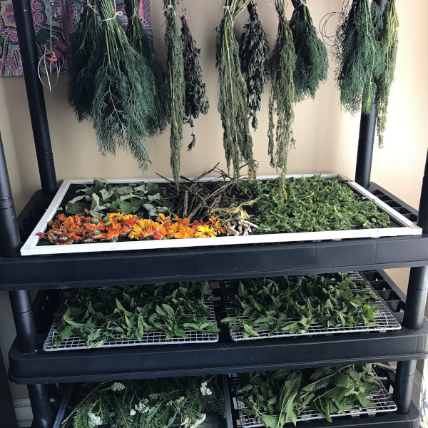 picture of herbs drying on shelves and herbs hanging to dry