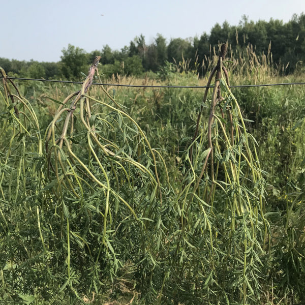 picture of summer savory herbs drying on a fence
