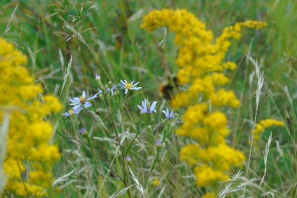 picture of golden rod and aster flowers with a bee