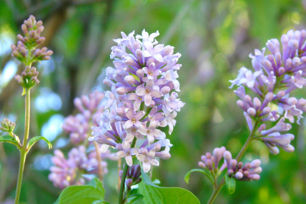 picture of lilac flowers