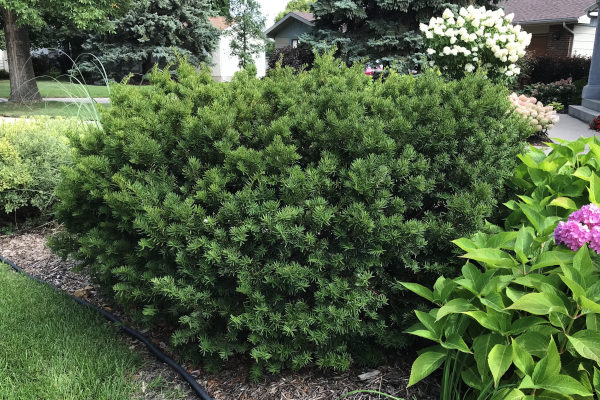 large morden yew drought and cold tolerant evergreen shrub among other shrubs