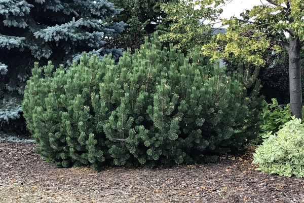 large mugo pine drought tolerant cold tolerant evergreen shrub among trees