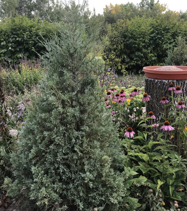 Medora juniper evergreen shrub in flower bed