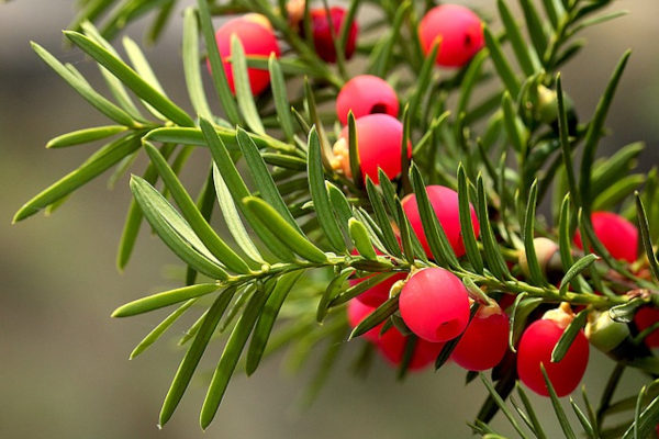 yew berries on branch