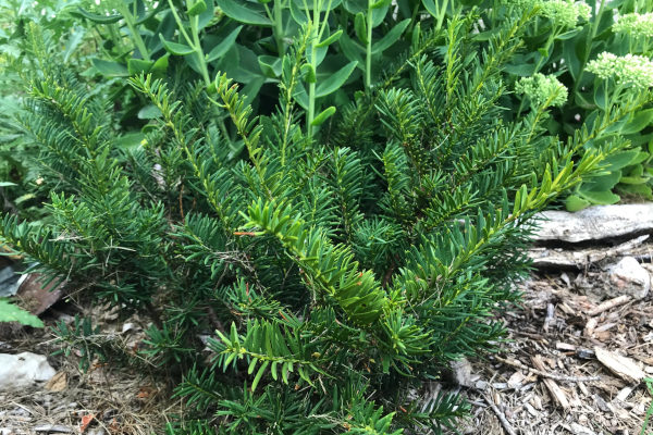 young morden yew drought and cold tolerant evergreen shrub