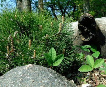 young mugo pine evergreen drought and cold tolerant shrub
