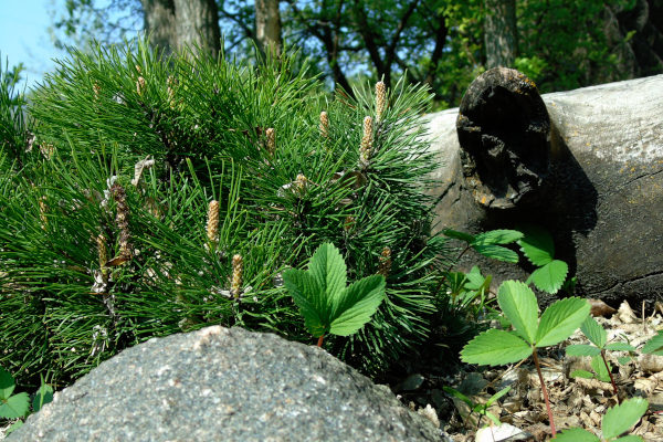 young mugo pine drought tolerant cold tolerant evergreen shrub with log and rock