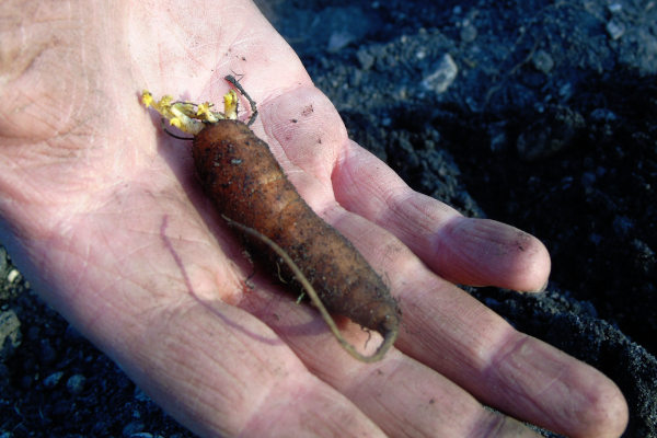 picture of little year old carrot in hand ready for replanting