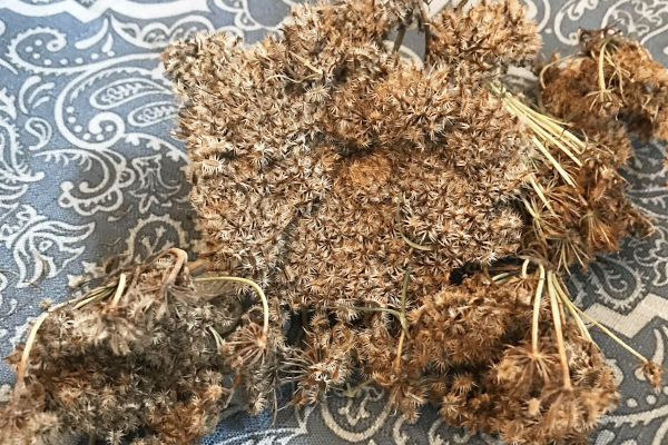 picture of dried carrot seed heads on blue cloth