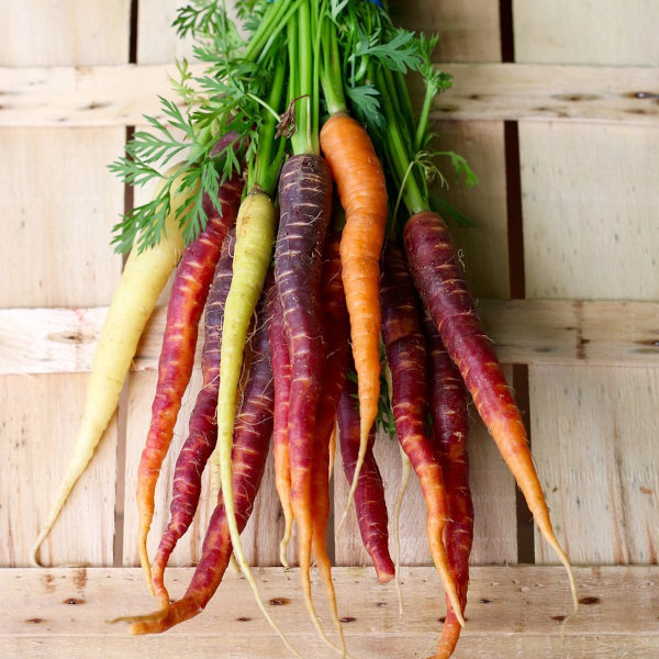purple, white and orange carrots in a bunch