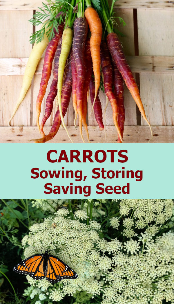 picture of purple, white and orange carrots in a bunch, picture of white carrots flowers with monarch butterfly with text reading carrots sowing storing saving seed