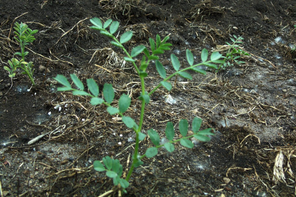 small chickpea plant