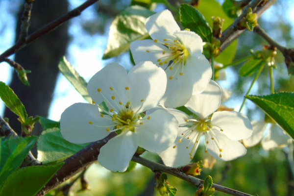 white crabapple blossoms on a tree branch