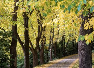 elm trees with yellow fall foliage line a road