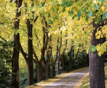 elm trees with yellow fall foliage line a road
