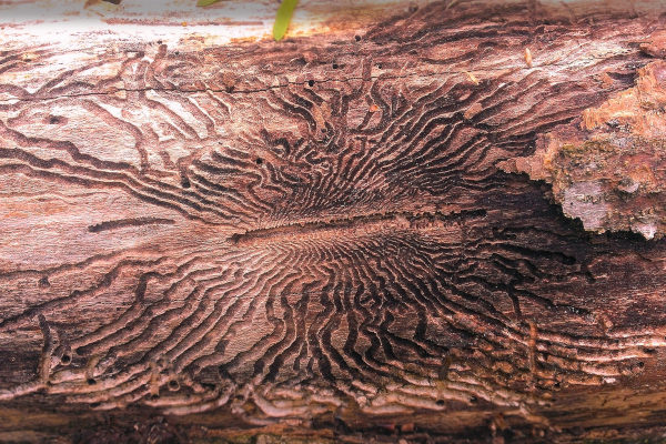 Emerald Ash Borer damage on a tree branch