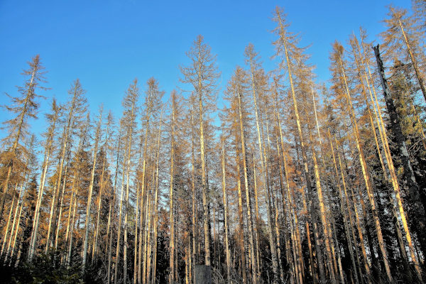 Dead spruce trees