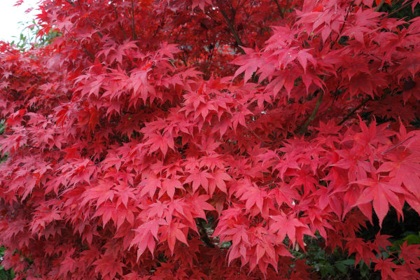 Japanese maple tree in red fall foliage