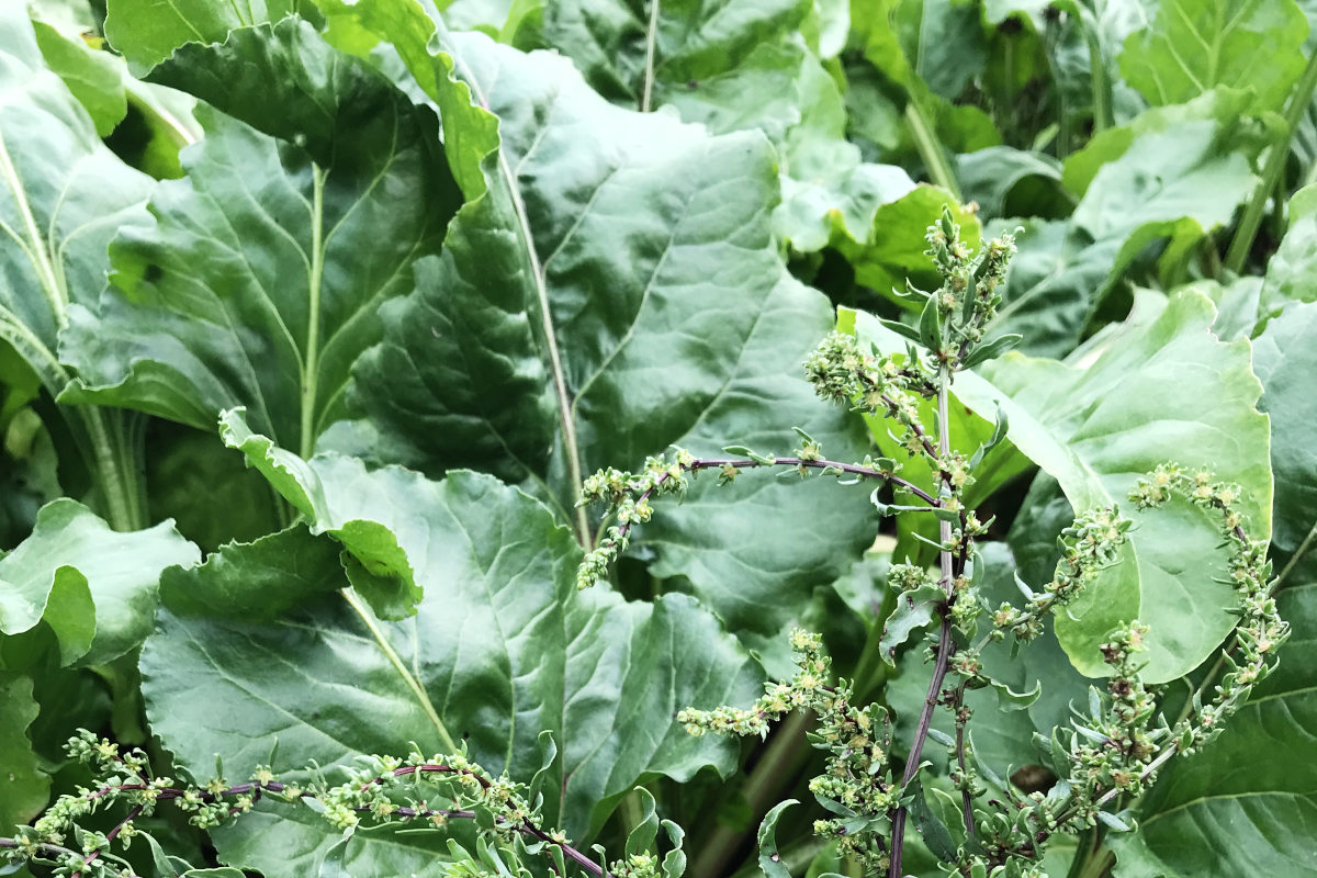 beet greens in the garden