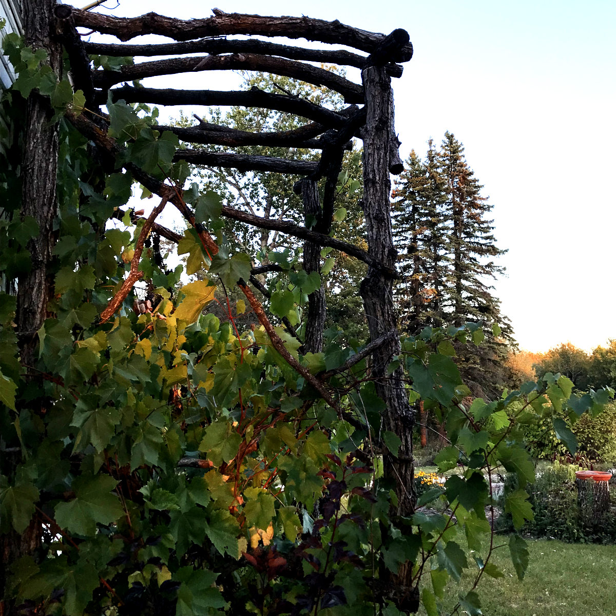 log arbour with grape vines