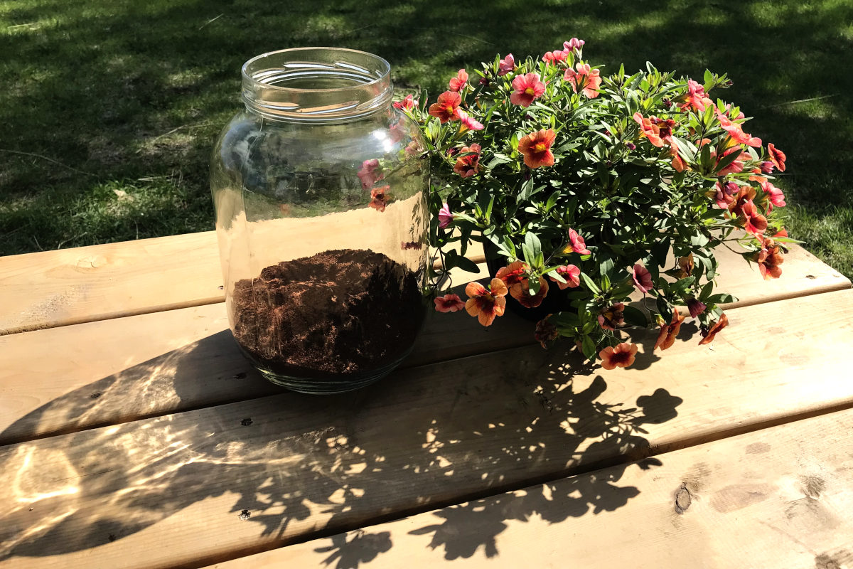 Large gallon jar with coffee grounds and potted flowers beside
