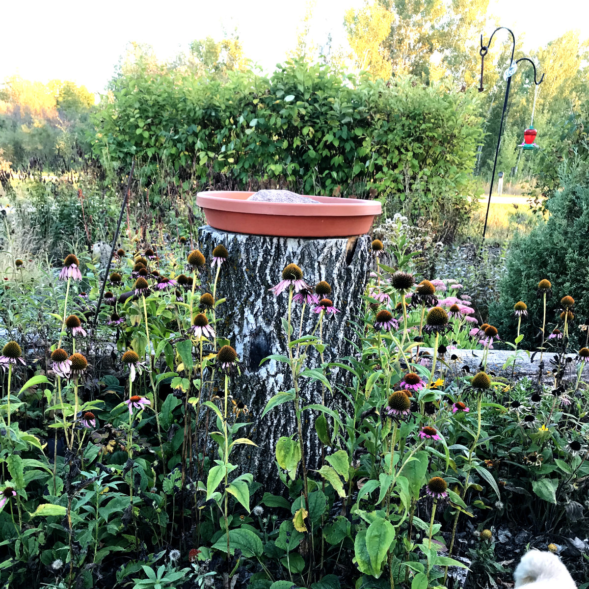 plant pot drip tray bird bath on stump