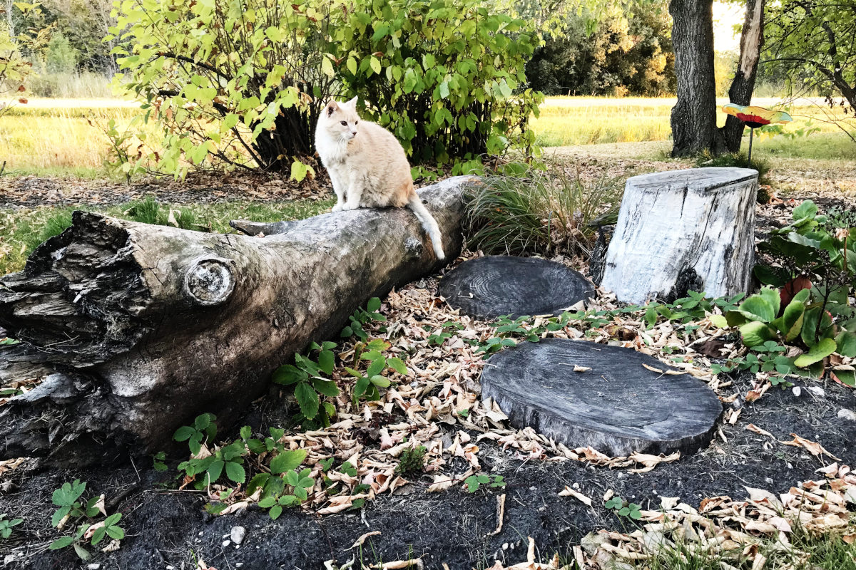 cat on long log with log stepping stones and log stump and colourful birdbath.