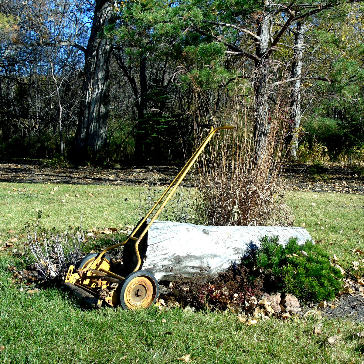 reel lawnmower against log with mugo, stonecrop and big bluestem grass
