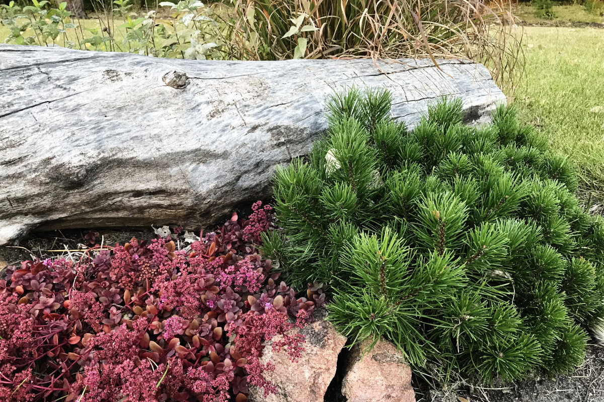 dwarf mugo, Sunsparkler wildfire stonecrop, big bluestem prairie grass, red granite rock, and large log