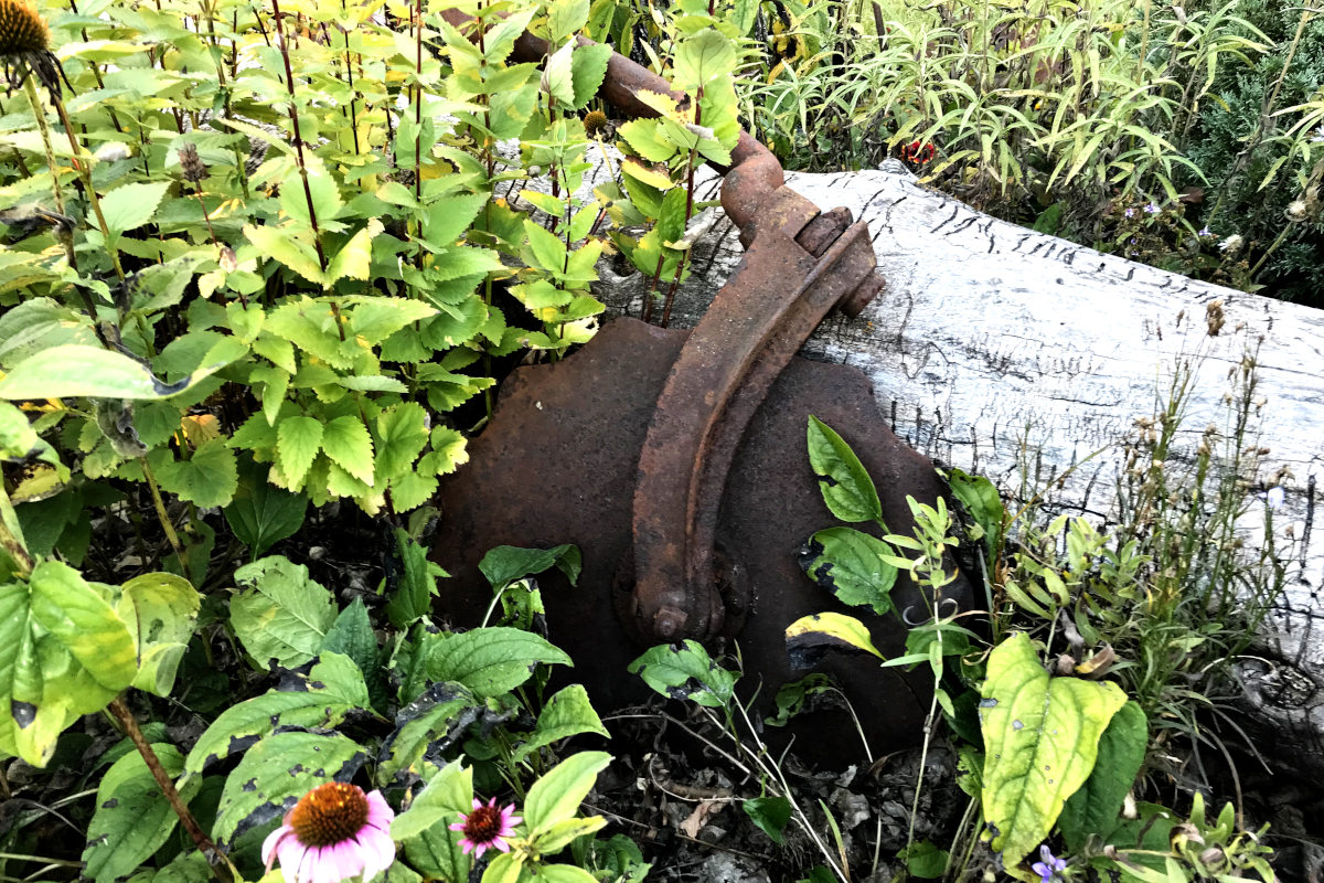 rusty wavy disc thing against a log amid plants