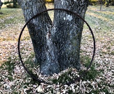 rusty rim against a tree
