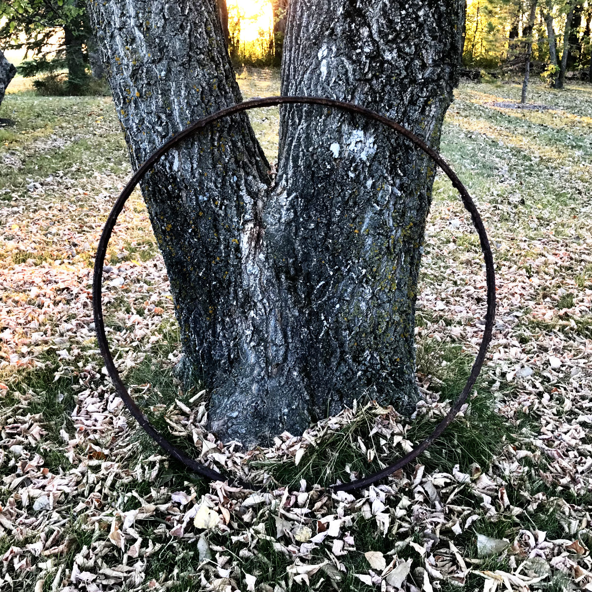 large metal rim leaning against a tree
