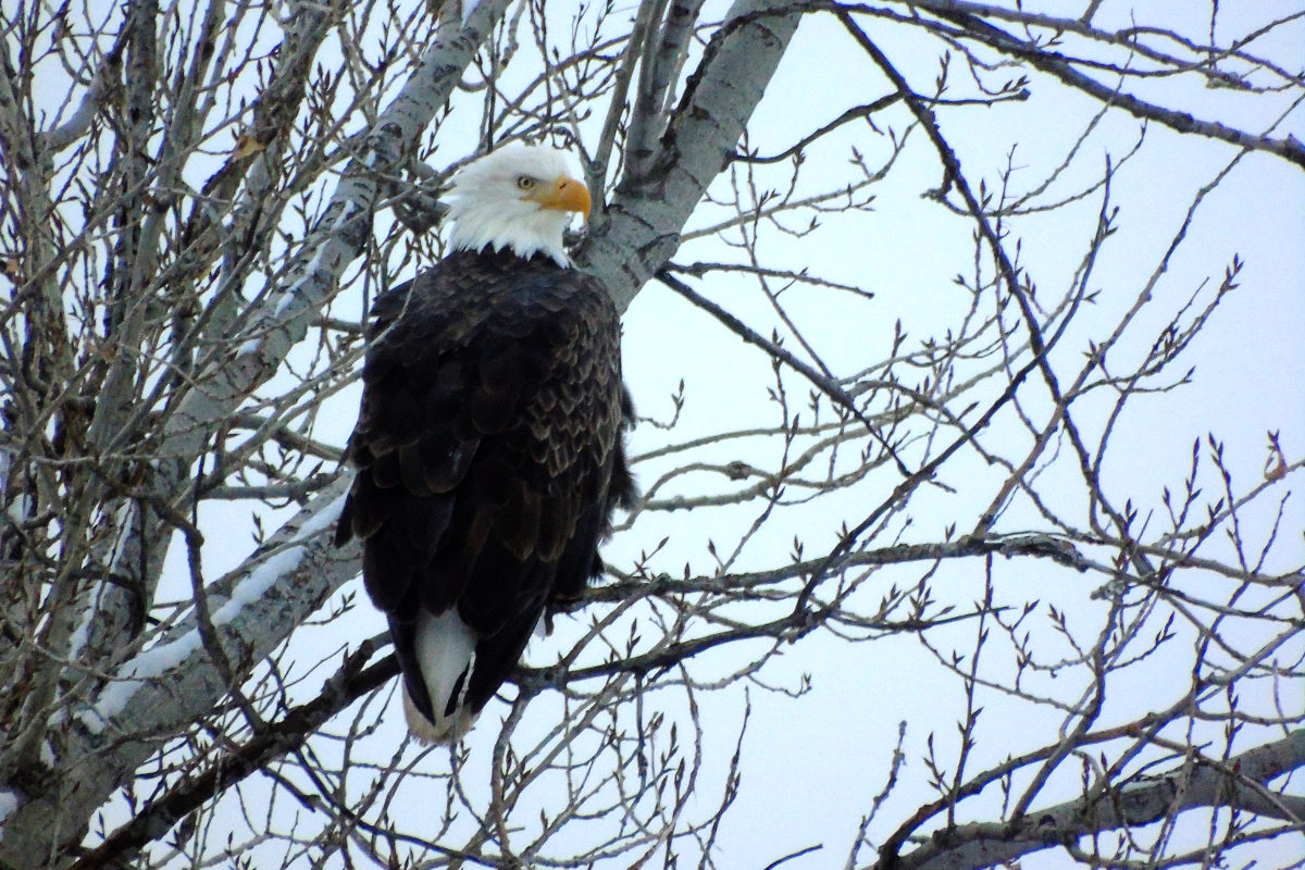 bald eagle sitting in tree