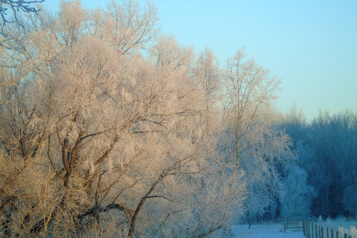 Big willow trees covered in frost, clear blue sky, and a fence