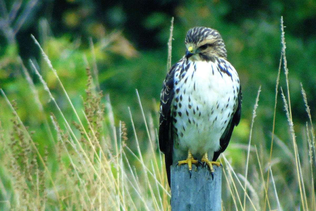 A merlin bird sitting on a fence post amid tall grass, trees in the background near old house remodel
