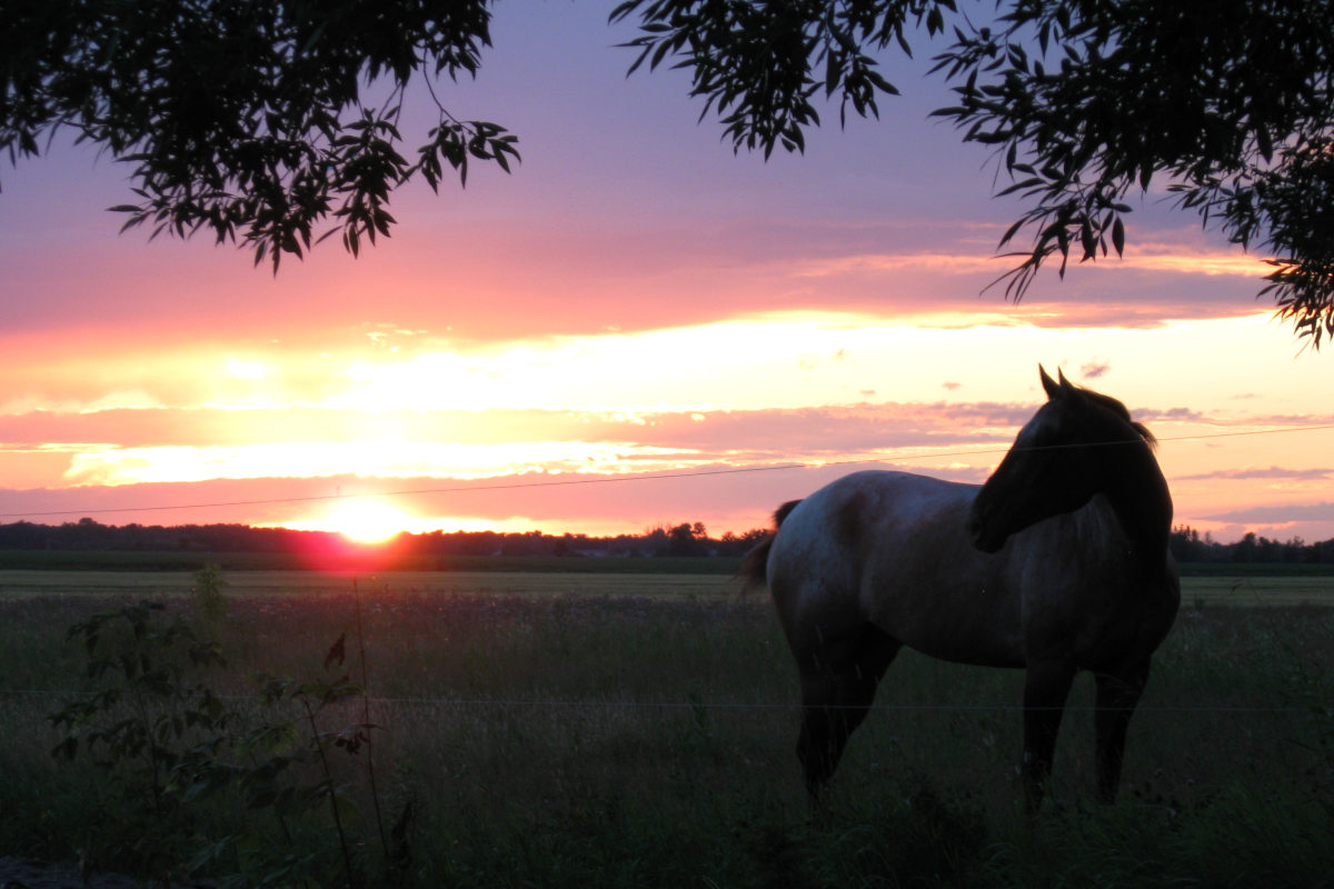 sunset over pasture with horse