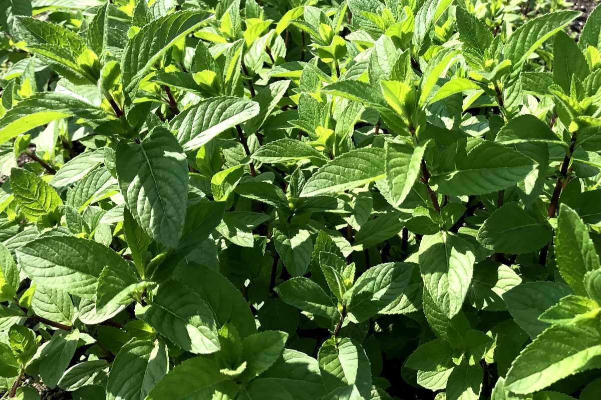 close-up of a spearmint plant to add to homemade iced tea