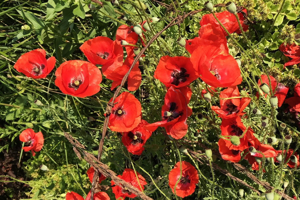 a bunch of poppies in bloom