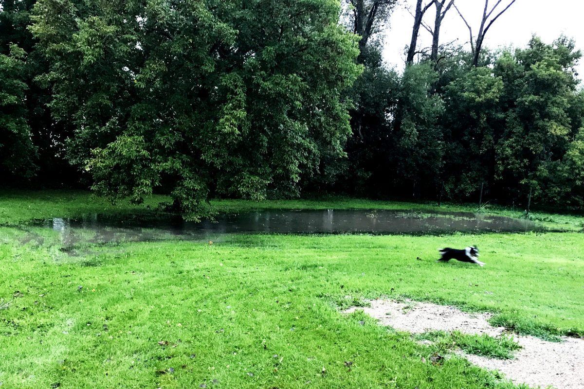dog running around flooded yard next to old house remodel