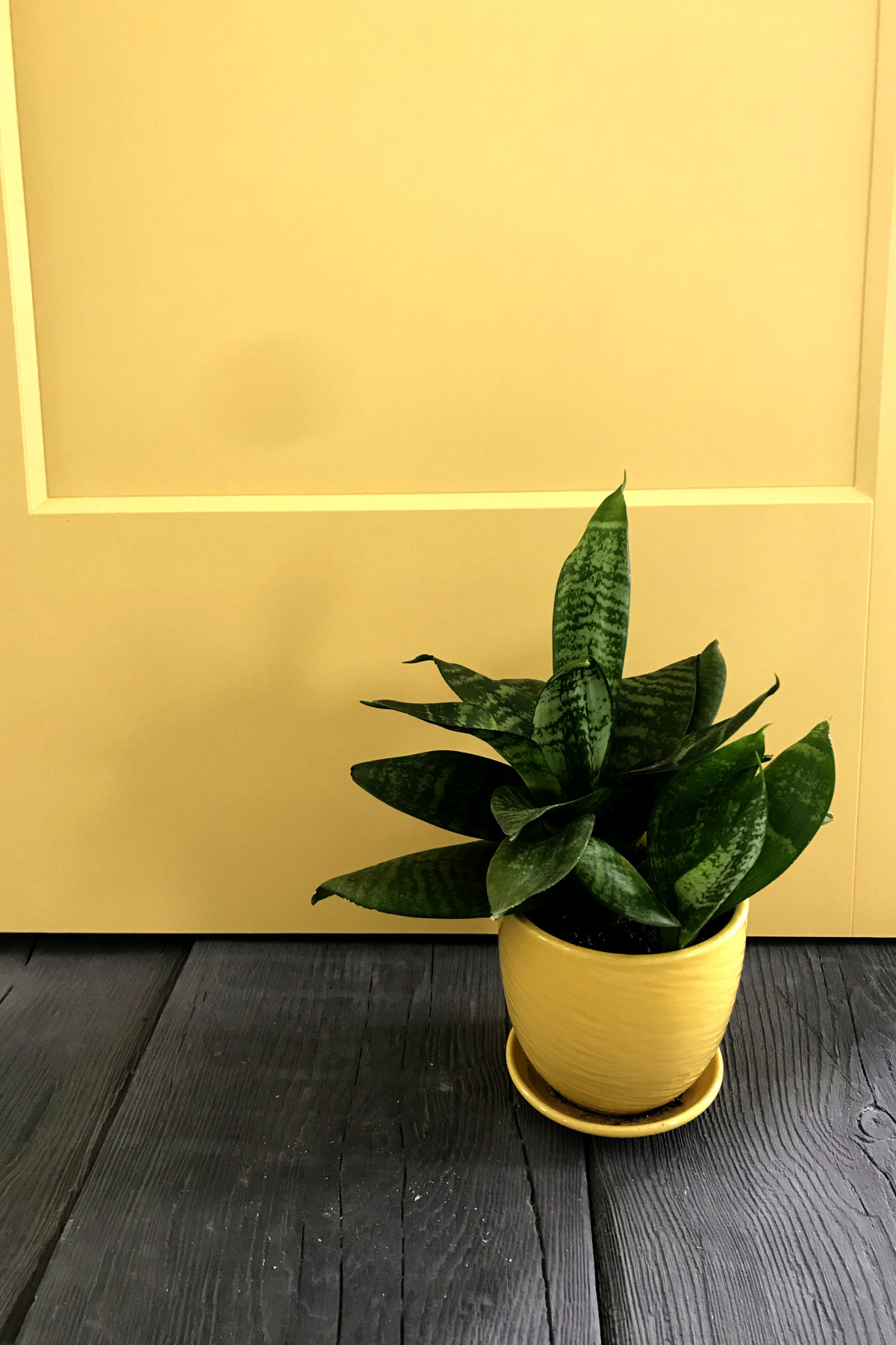 Close up of yellow door, wood-looking concrete pavers, and a dwarf snake plant.
